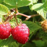 Uprawa malin – praktyczne wskazówki uprawa-malin